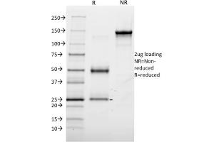 SDS-PAGE Analysis Purified Annexin A1 Mouse Monoclonal Antibody (6E4/3). (Annexin a1 抗体)