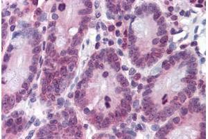 Human Small Intestine: Formalin-Fixed, Paraffin-Embedded (FFPE) (RPL39L 抗体  (AA 1-52))