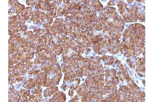 Formalin-fixed, paraffin-embedded human Pancreas stained with ODC1 Mouse Monoclonal Antibody (ODC1/486). (ODC1 抗体)