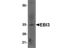 Western Blotting (WB) image for anti-Interleukin-27 subunit beta (IL-27b) (Middle Region) antibody (ABIN1030921) (EBI3 抗体  (Middle Region))