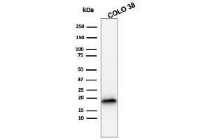 Western Blot Analysis of COLO38 cell lysate using MART-1 Mouse Recombinant Monoclonal Antibody (rMLANA/788). (Recombinant MLANA 抗体)