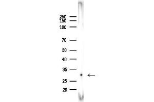 Western blot analysis of lysates from PC12 cells(starvation 24h treatment), using RNASE11 Antibody at 1/1000 dilution.