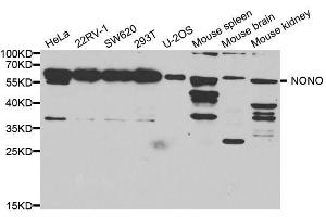 Western Blotting (WB) image for anti-Non-POU Domain Containing, Octamer-Binding (NONO) (AA 1-300) antibody (ABIN6144713)