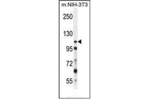 Western blot analysis of NUP107 Antibody (Center) in mouse NIH-3T3 cell line lysates (35ug/lane).