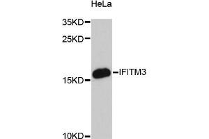 Western blot analysis of extracts of HeLa cells, using IFITM3 antibody (ABIN6292140) at 1:3000 dilution. (IFITM3 抗体)