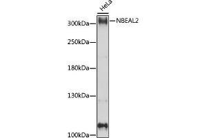 Western blot analysis of extracts of HeLa cells, using NBE antibody (ABIN7268862) at 1:1000 dilution. (NBEAL2 抗体  (AA 1800-2100))