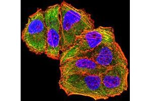 Immunofluorescence analysis of Hela cells using MET mouse mAb (green). (c-MET 抗体  (AA 743-932))