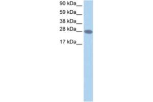 Western Blotting (WB) image for anti-Transcription Elongation Factor A2 (TCEA2) antibody (ABIN2460720) (TCEA2 抗体)