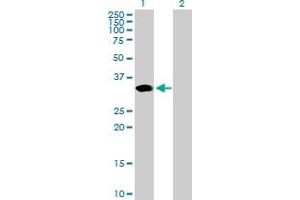 Western Blot analysis of ARGFX expression in transfected 293T cell line by ARGFX MaxPab polyclonal antibody. (ARGFX 抗体  (AA 1-315))