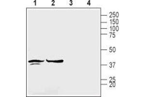 Western blot analysis of rat brain membranes (lanes 1 and 3) and mouse brain lysates (lanes 2 and 4): - 1,2. (GJC1 抗体  (Intracellular))