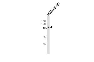 Western blot analysis of lysate from MDA-MB-453 cell line, using TRAF3IP3 Antibody (N-term) (ABIN1539444 and ABIN2848972). (TRAF3IP3 抗体  (N-Term))