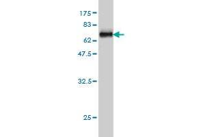 Western Blot detection against Immunogen (63. (WDR77 抗体  (AA 1-342))