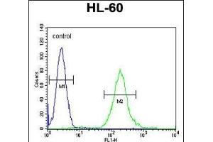 SOS2 Antibody (N-term) (ABIN655707 and ABIN2845158) flow cytometric analysis of HL-60 cells (right histogram) compared to a negative control cell (left histogram). (SOS2 抗体  (N-Term))