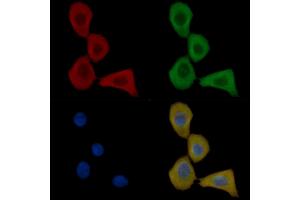 DR6 Mouse Monoclonal Antibody staining Hela cells by IF/ICC.