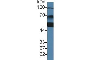 Western Blotting (WB) image for anti-Z-DNA Binding Protein 1 (ZBP1) (AA 10-167) antibody (ABIN7437785)