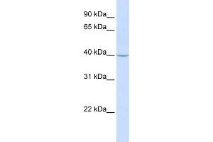 WB Suggested Anti-TRAM2 Antibody Titration:  0. (TRAM2 抗体  (N-Term))