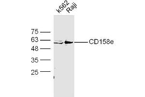 Raji cell lysates probed with Anti-CD158e Polyclonal Antibody, Unconjugated  at 1:5000 90min in 37˚C. (KIR3DL1 抗体  (AA 251-350))