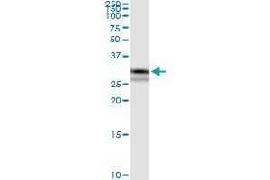 Immunoprecipitation of CRYZ transfected lysate using anti-CRYZ MaxPab rabbit polyclonal antibody and Protein A Magnetic Bead , and immunoblotted with CRYZ purified MaxPab mouse polyclonal antibody (B01P) . (CRYZ 抗体  (AA 1-329))