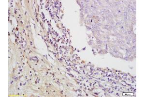 Immunohistochemistry (IHC) image for anti-Egf-Like Module Containing, Mucin-Like, Hormone Receptor-Like 1 (EMR1) (AA 732-747) antibody (ABIN1387314)