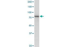 MUT MaxPab polyclonal antibody. (MUT 抗体  (AA 1-750))