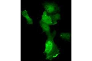 Anti-ANXA11 mouse monoclonal antibody (ABIN2452757) immunofluorescent staining of COS7 cells transiently transfected by pCMV6-ENTRY ANXA11 (RC212191). (Annexin A11 抗体)
