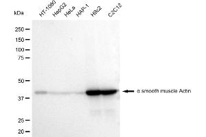 Western blotting analysis using alpha smooth muscle Actin antibody (ABIN7797465). (Recombinant Smooth Muscle Actin 抗体)