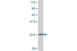 Western Blot detection against Immunogen (34. (USP51 抗体  (AA 261-337))