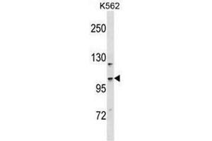 CC2D1A Antibody (N-term) western blot analysis in K562 cell line lysates (35µg/lane).