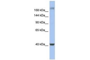 Image no. 1 for anti-Host Cell Factor C1 (VP16-Accessory Protein) (HCFC1) (C-Term) antibody (ABIN6742782) (HCFC1 抗体  (C-Term))