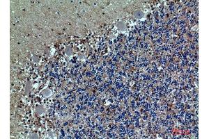 Immunohistochemistry (IHC) analysis of paraffin-embedded Human Brain, antibody was diluted at 1:100. (SELPLG 抗体  (Internal Region))