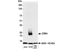 Western Blotting (WB) image for anti-Killer Cell Lectin-Like Receptor Subfamily D, Member 1 (KLRD1) (AA 32-179) antibody (ABIN7795659)