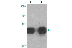 Western blot analysis of TUBA3C in mouse brain tissue with TUBA3C polyclonal antibody  at (lane 1) 0. (TUBA3C 抗体  (N-Term))