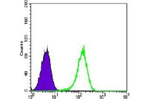 Flow cytometric analysis of K562 cells using NR3C1 mouse mAb (green) and negative control (purple). (Glucocorticoid Receptor 抗体)