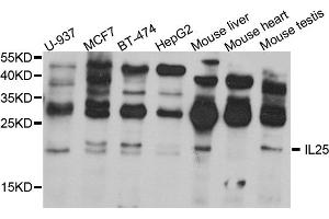 Western blot analysis of extracts of various cell lines, using IL25 antibody (ABIN5974535) at 1/1000 dilution. (IL-25 抗体)