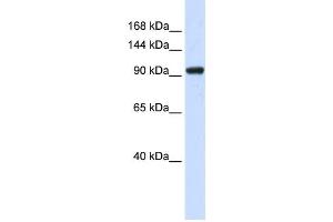 Western Blotting (WB) image for anti-SCAN Domain Containing 3 (SCAND3) antibody (ABIN2459139) (SCAND3 抗体)