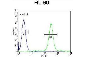CNIH2 Antibody (N-term) flow cytometric analysis of HL-60 cells (right histogram) compared to a negative control cell (left histogram). (CNIH2 抗体  (N-Term))