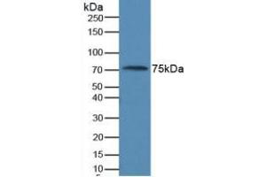 Western blot analysis of Human Serum. (AMH 抗体  (AA 453-560))