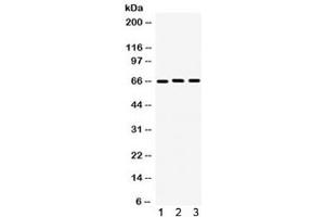 Western blot testing of 1) human U87, 2) rat PC-12 and 3) mouse NIH3T3 lysate with LMNB1 antibody. (Lamin B1 抗体  (AA 266-583))
