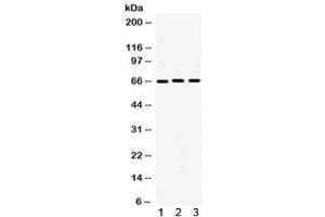 Western blot testing of 1) human U87, 2) rat PC-12 and 3) mouse NIH3T3 lysate with LMNB1 antibody.