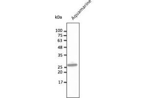 Western Blotting (WB) image for anti-Aquamarine Fluorescent Protein antibody (ABIN7273084) (Aquamarine Fluorescent Protein 抗体)