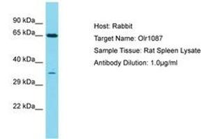 Image no. 1 for anti-Olfactory Receptor 1I1 (OR1I1) (C-Term) antibody (ABIN6750427) (OR1I1 抗体  (C-Term))