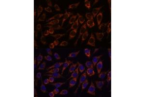 Immunofluorescence analysis of L929 cells using PYCR2 antibody (ABIN7269766) at dilution of 1:100. (PYCR2 抗体  (AA 271-320))