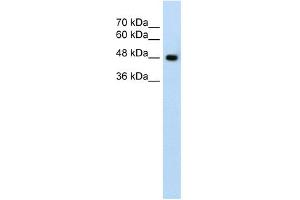 WB Suggested Anti-SLC38A1 Antibody Titration:  1. (SLC38A1 抗体  (Middle Region))