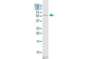 CD276 monoclonal antibody (M13), clone 4E12. (CD276 抗体  (AA 237-358))