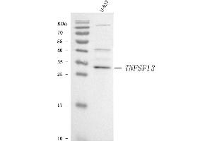 Western blot analysis of APRIL/TNFSF13 using anti-APRIL/TNFSF13 antibody (ABIN7599158).