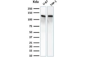 Western Blot Analysis of U-87 and THP-1 cell lysate using VCL Mouse Monoclonal Antibody (VCL/2572). (Vinculin 抗体  (AA 174-322))