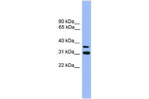 Western Blotting (WB) image for anti-Olfactory Receptor, Family 2, Subfamily D, Member 3 (OR2D3) (C-Term) antibody (ABIN2788177)