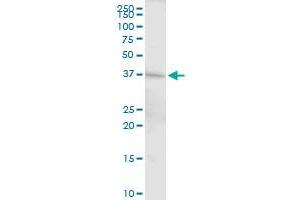 DFFA MaxPab rabbit polyclonal antibody.