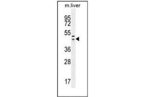 Western blot analysis of HEXIM1 antibody (Center) in mouse liver tissue lysates (35ug/lane). (HEXIM1 抗体  (Middle Region))