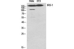 Western Blot (WB) analysis of specific cells using IRS-1 Polyclonal Antibody. (IRS1 抗体  (Ser616))